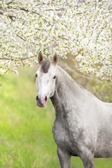 Obraz na płótnie Canvas White horse portrait in spring garden