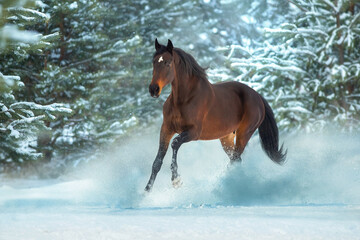  horse run in snow