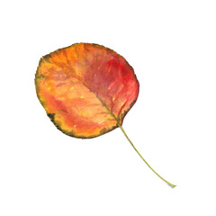Round Bright orange autumn leaf from a tree, hand-painted in watercolor