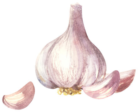 Watercolor garlic with cloves illustration