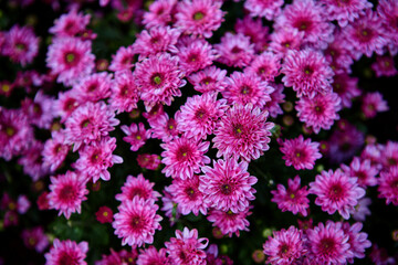 Fototapeta premium Close-up view of purple mums flower blooming in the garden 