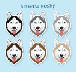 husky head color variation © gambar