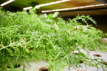 Green leafy plant mizuna with serrated leaves on shelf in agricultural greenhouse. Leafy greens...