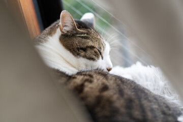 窓辺で眠る猫　キジトラ白