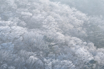 美しい霧氷の森　愛知県面ノ木園地