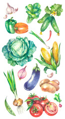 Watercolor set with vegetables vertical