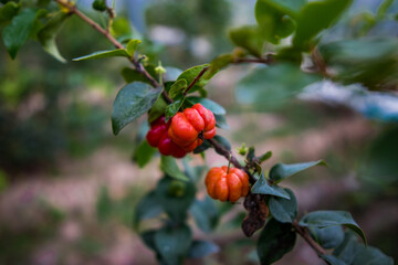 red berries on a branch