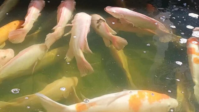 fish in aquarium