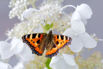 Tortoiseshell butterfly - Aglais urticae on white flowers Hydrangea paniculata. Reddish orange butterfly, with black and yellow markings on the forewings, blue spots around the edge of the wings