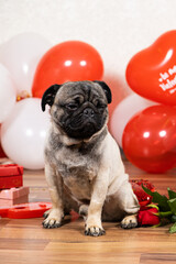 A sad pug celebrates Valentine's Day alone. Unrequited Love, a Celebration of Love and a Dog.