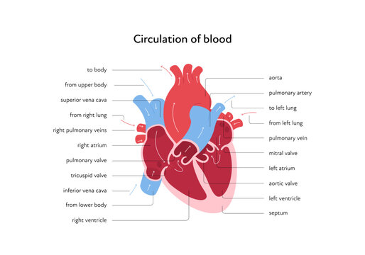 Heart anatomy infographic chart. Vector color flat modern illustration. Inner organ cross section with blood cerculation arrow anatomical diagram. Design for healthcare, cardiology, education.