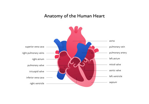 Heart anatomy infographic chart. Vector gradient color modern illustration. Inner organ cross section with text caption anatomical diagram. Design for healthcare, cardiology, education.