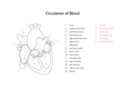 Heart anatomy infographic chart. Vector black and white illustration. Inner organ cross section with blood cerculation arrow anatomical diagram. Design for healthcare, cardiology, education.