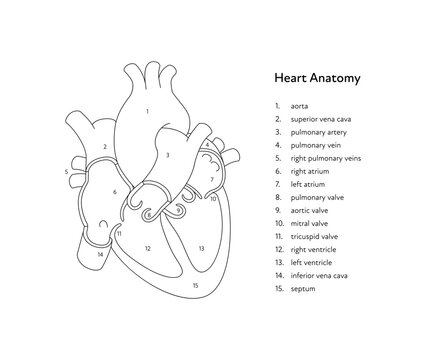 Heart anatomy infographic chart. Vector black and white illustration. Inner organ cross section with text caption anatomical diagram. Design for healthcare, cardiology, education.