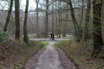 Obraz premium footpath in the woods