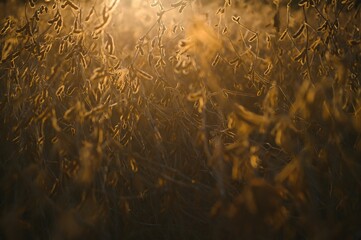 Soybean pods on the plantation at sunset. Agricultural photography.