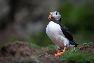 A full portrait of an atlantic puffin as it stands on grass near the cliff top. It shows the full length and body of the bird