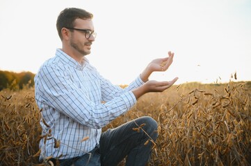 Naklejka na ściany i meble Portrait of farmer standing in soybean field examining crop at sunset.