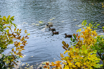 Ducks on the river on an autumn day.