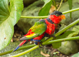 A parrot, tricolored lori, on a twig