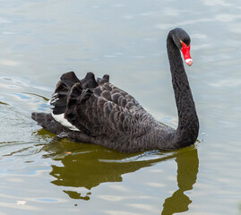 Fototapeta premium Black swan swimming in the lake