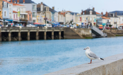 Seagull looking at the harbor