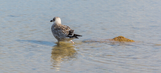Seagull walking on the shore