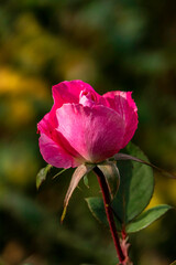 Pink rose flower on a stem with bokeh background. Rose flower bush with multiple buds.