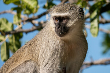 A vervet monkey in the Hluhluwe-Umfolozi Game Reserve in South Africa