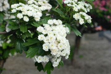 White autumn flowers close up
