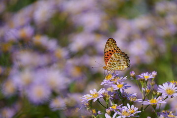 ツマグロヒョウモン