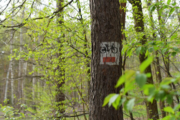 Forest. Bike path in the forest