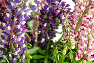 Bunch of lupines summer flower background
