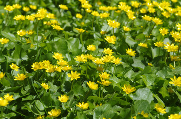 Obraz premium Juicy green leaves. Nature wakes up