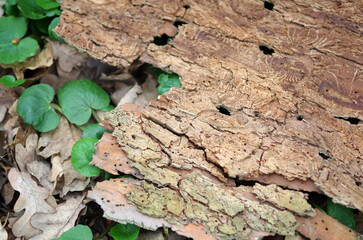 Broken tree structure. Middle of a tree trunk