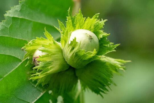 Unripe green Filbert cosford nuts  growing on tree branch close up