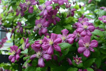 Beautiful purple flowers in the garden