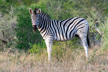A zebra in the Hluhluwe-Imfolozi Park in South Africa