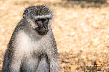 A vervet monkey in the Hluhluwe-Imfolozi Park in South Africa