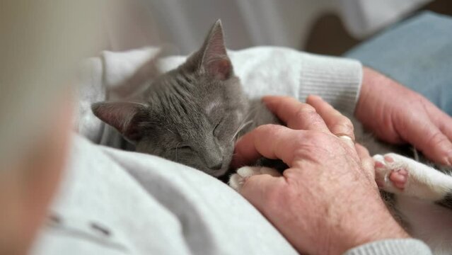Elderly man sits and strokes a cat, feline therapy. Old man stroking a Pet cat. Happy senior male holding a cat in his lap, relaxing at home. Grandfather playing with a kitten on his wrinkled hands 4K
