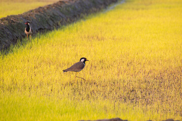 Red Wattled Lapwing in a farmland, bird photography
Scientific name: Vanellus indicus