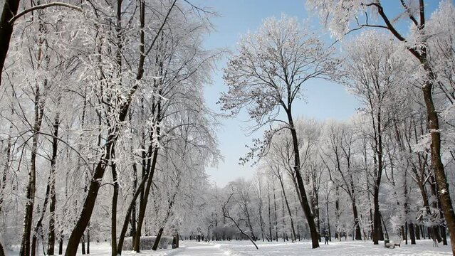 Winter landscape - a snow-covered park with beautiful trees, covered with hoarfrost. A Christmas picture - a winter forest, a sunny day in a fairy-tale park.