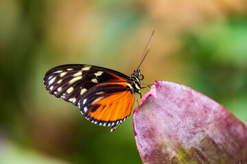 Monarch butterfly (Danaus plexippus) on purple leave of tropical flower, soft focus.