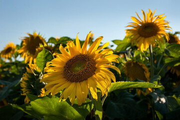 beautiful flowers of sunflowers in a field with petals illuminated by the sun