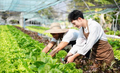 Asian farmer using hand holding tablet and organic vegetables hydroponic in greenhouse plantation. Female hydroponic salad vegetable garden owner working. ..