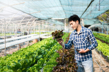 Asian man farmer looking organic vegetables and holding tablet, laptop for checking orders or quality farm