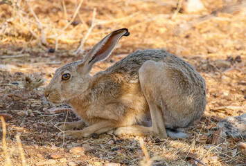 There is a very good European Hare (Lepus europaeus) population in the high mountains of Mardin. it's a herbivore.