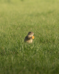 prairie dog eating