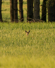deer in the forest