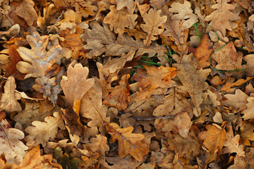 Fallen autumn oak leaves. Background, texture for design.